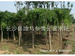 特價批發供應大量精品龍爪槐，助力綠化工程降本增效